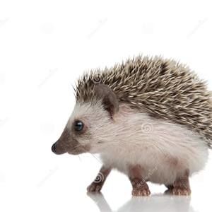 Meet your Posher, Johnny